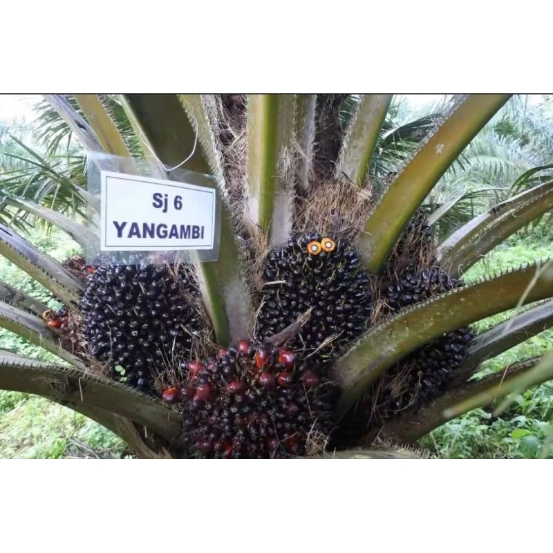 Benih Bibit Polong Sawit DxP SRIWIJAYA 6 YANGAMBI SERTIFIKAT