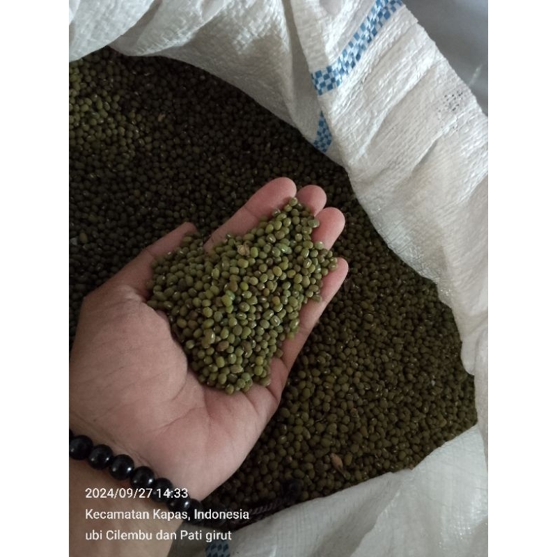 

Kacang hijau 1 kg/bibit kacang hijau