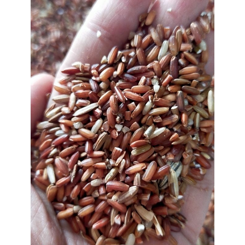 Beras Merah Pakan Ayam Burung