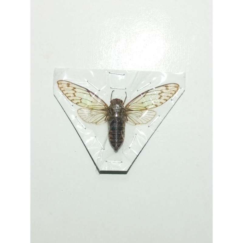 PAJANGAN AWETAN TONGGERET ASLI INDONESIA