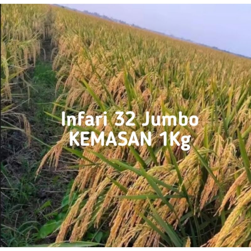 Benih Padi INFARI32 1KG