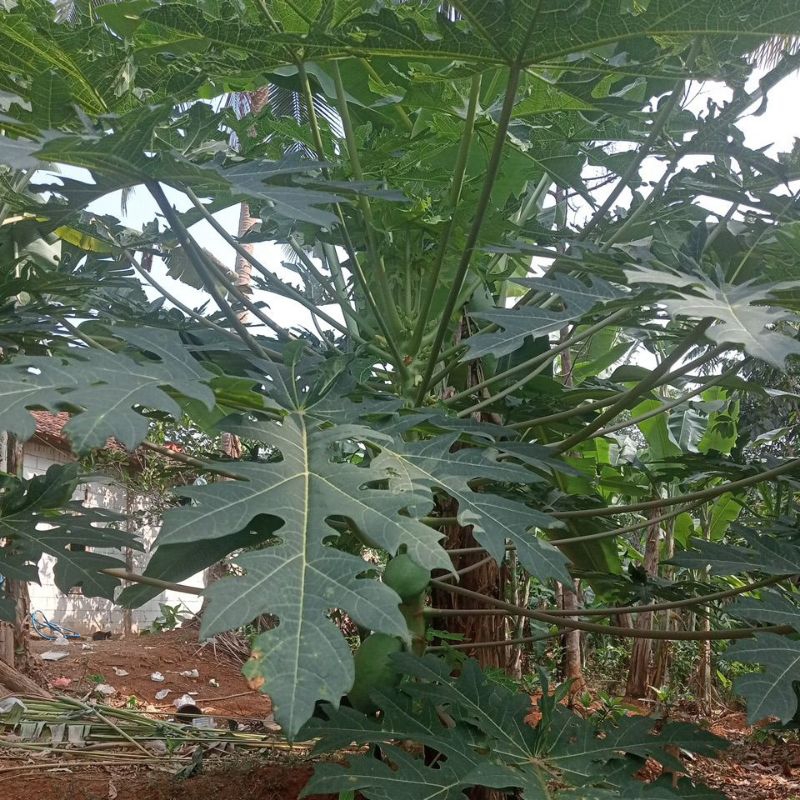 

Daun pepaya/ kates segar langsung dari pohonnya