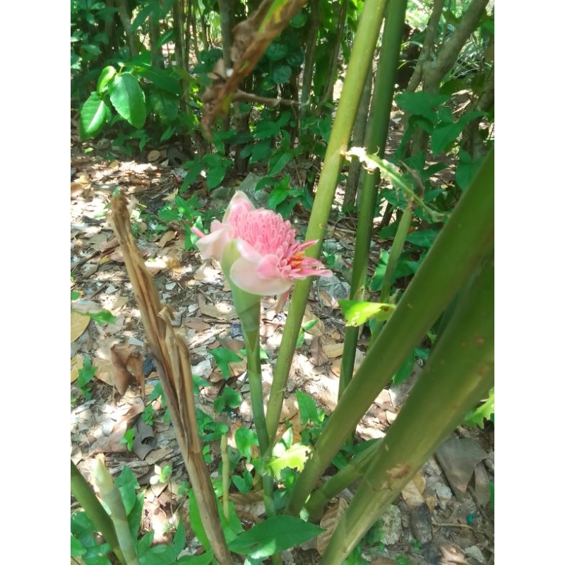 

bunga kecombrang bunga honje kincung/rombeh/.7000/3biji/Nur'falishaollshoop