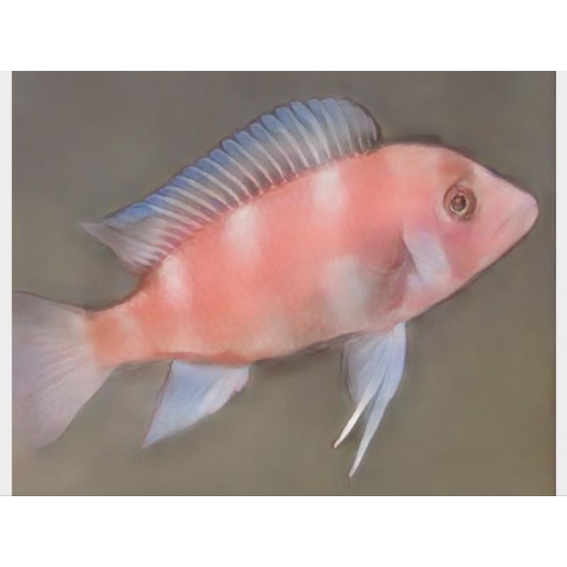 Red Frontosa Cichlid