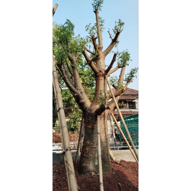 pohon baobab besar