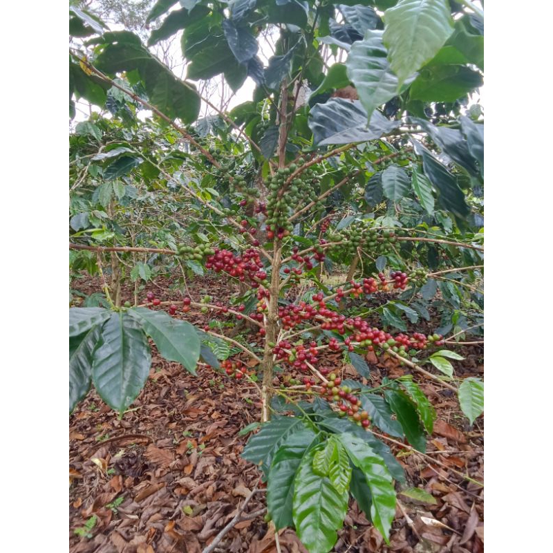 biji/benih bibit kopi arabika ateng super dari tanah gayo aceh tengah