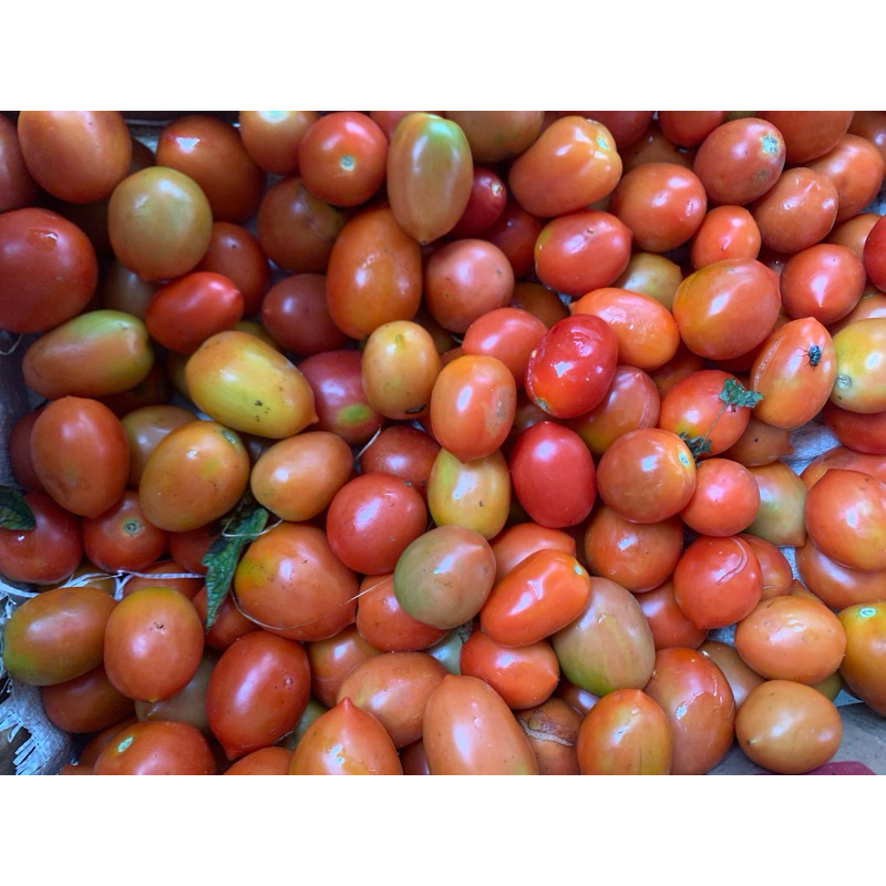 

Tomat Murah Ukuran Sedang