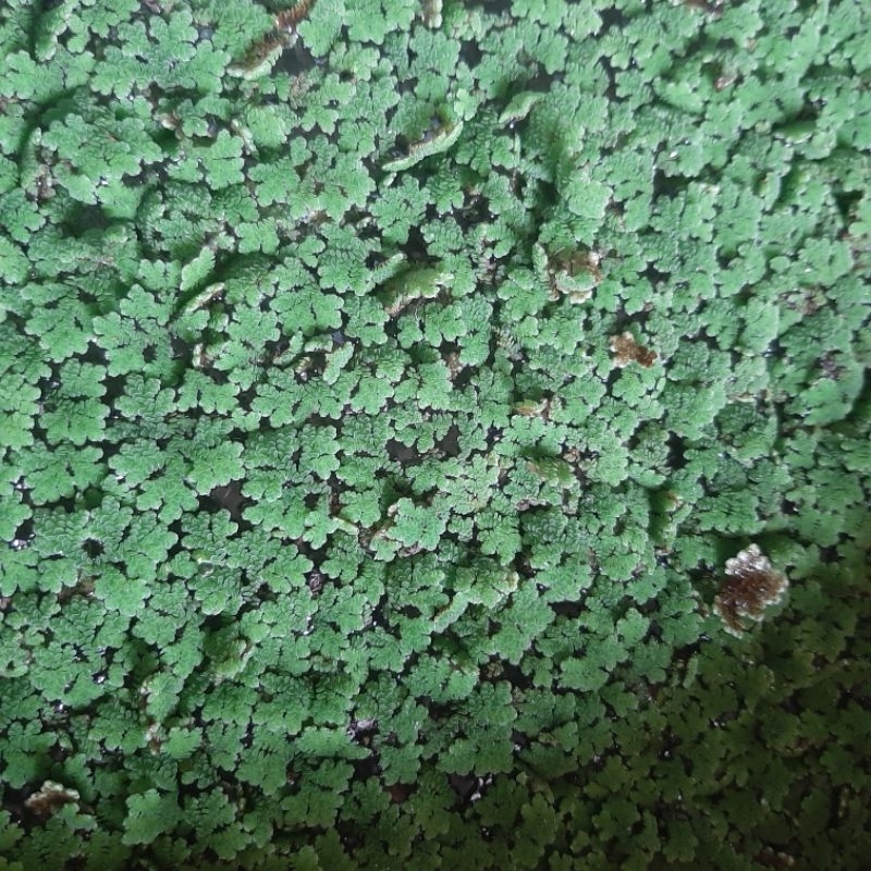 Bibit azolla microphyla pinnata | Pakan ikan dan unggas 1000 Gram