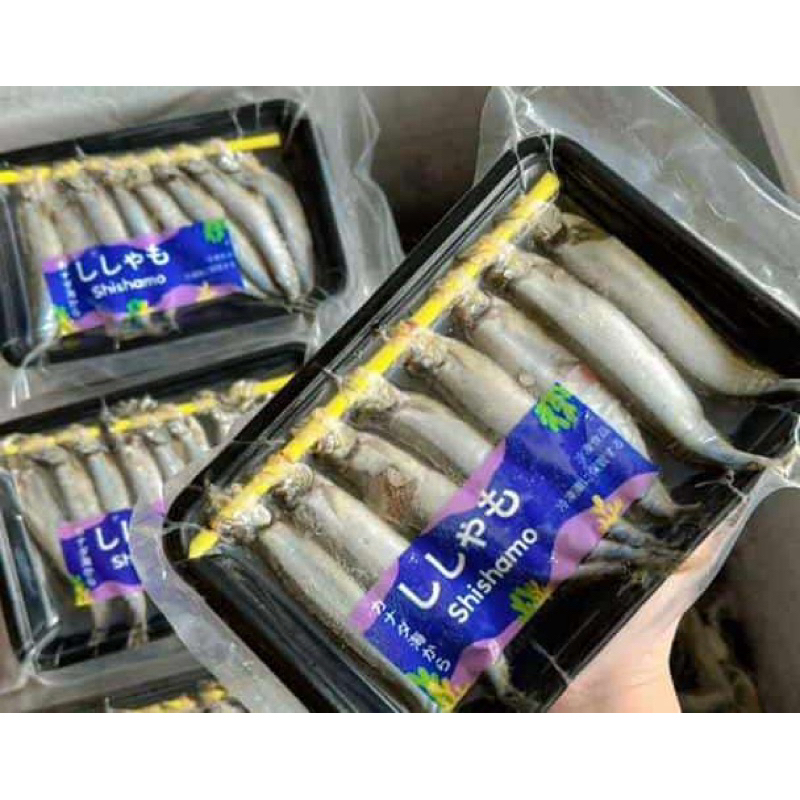 

Shisamooo full telor premium