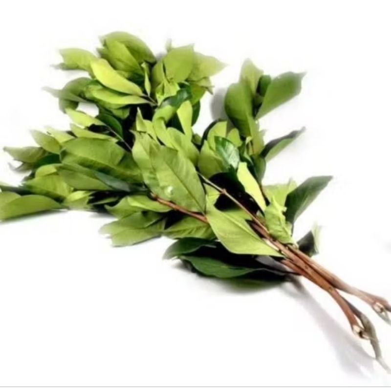 

Daun Salam 1 Ikat