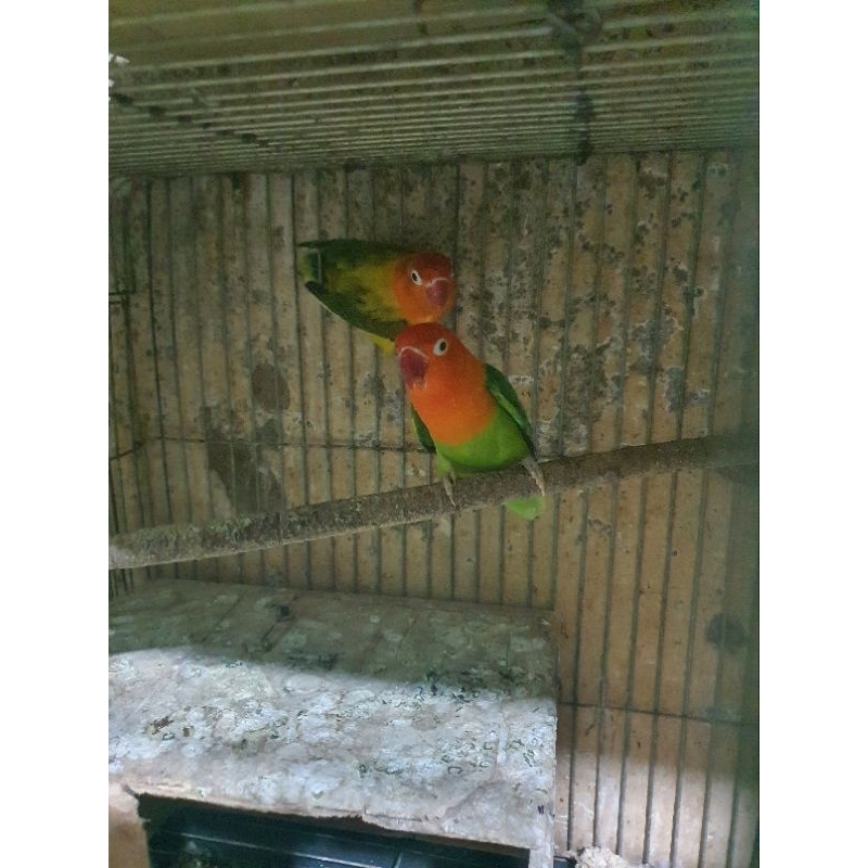 LOVEBIRD BIOLA EUWING MEDAN