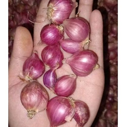 

BAWANG MERAH TANGGUNG KECIL 500GR MURAH