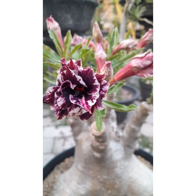 Adenium Arabicum, sambung bunga tumpuk Lilac Fros Mutasi