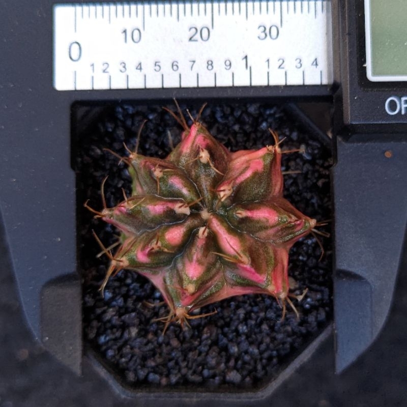 gymno Aurora ,blackbone,t3115