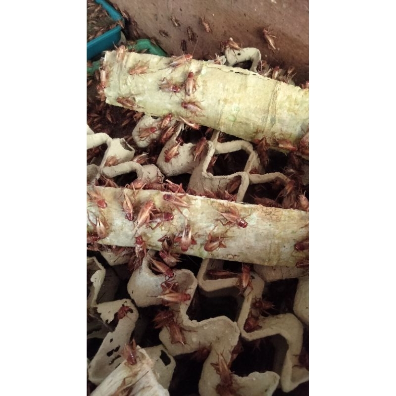 

Telur jangkrik madu kunyit 250gr