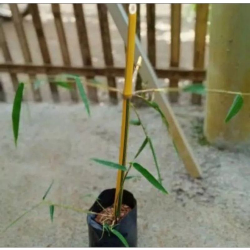 bibit tanaman bambu kuning siap tanam
