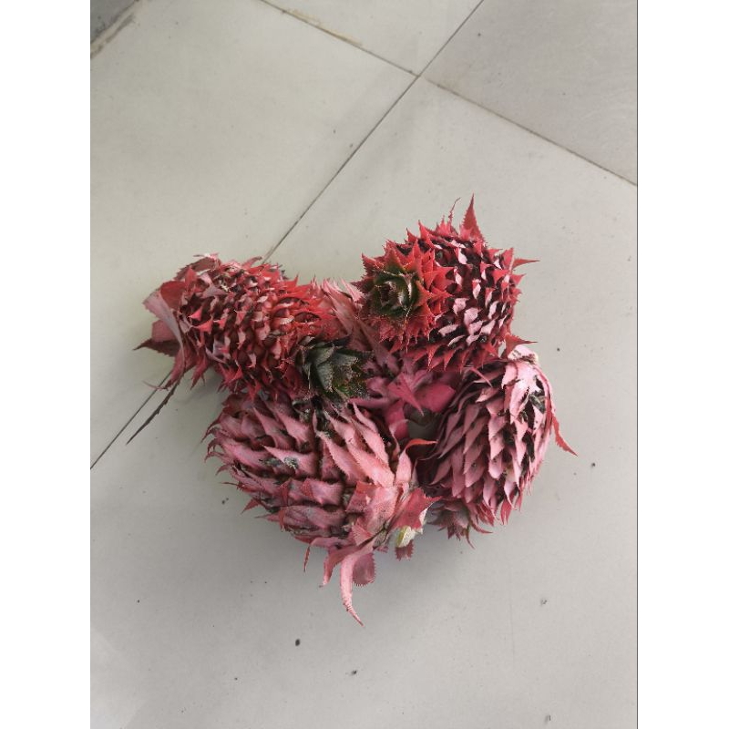 

Nanas Muda nanas hutan 1 buah