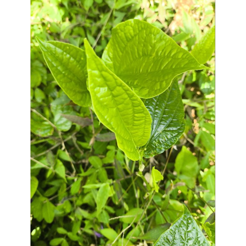 

Daun Karuk Herbal alami 100gram