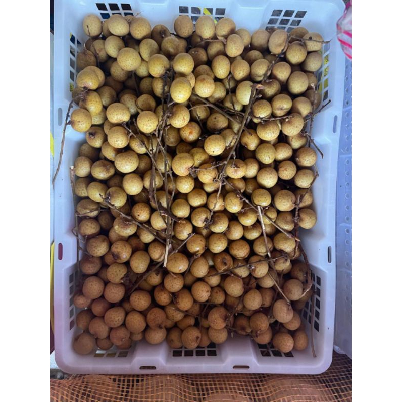 

Lengkeng Bangkok Gold/ Impor tanpa tangkai