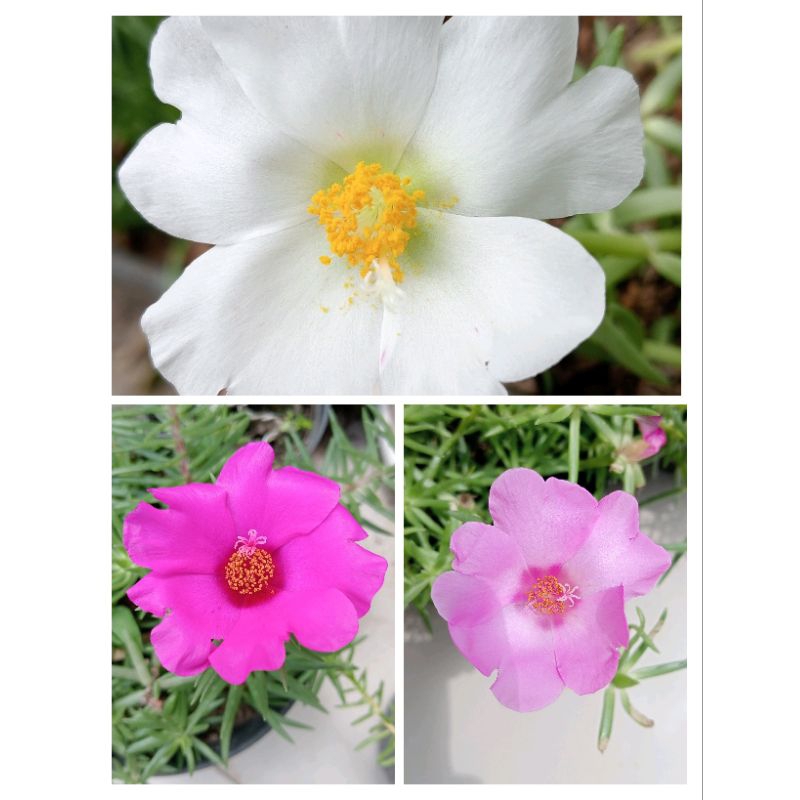 stek krokot/ mosrose Giant grandiflora bunga jumbo