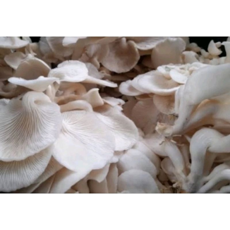 

jamur /tiram /fresh 1 kg
