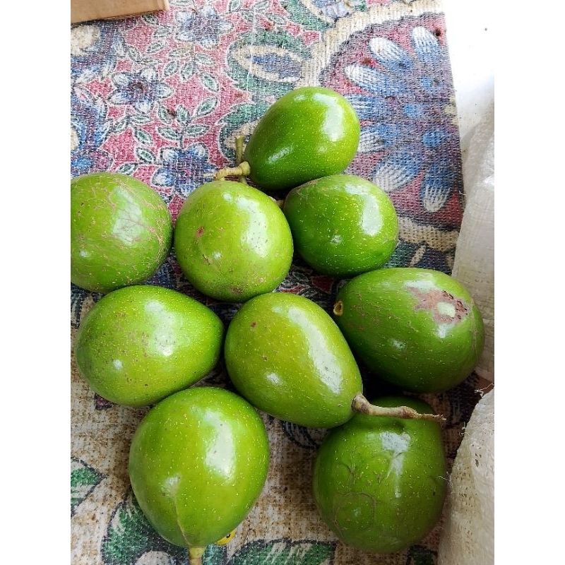 

buah alpukat mentega alpukat mentah segar 1kg