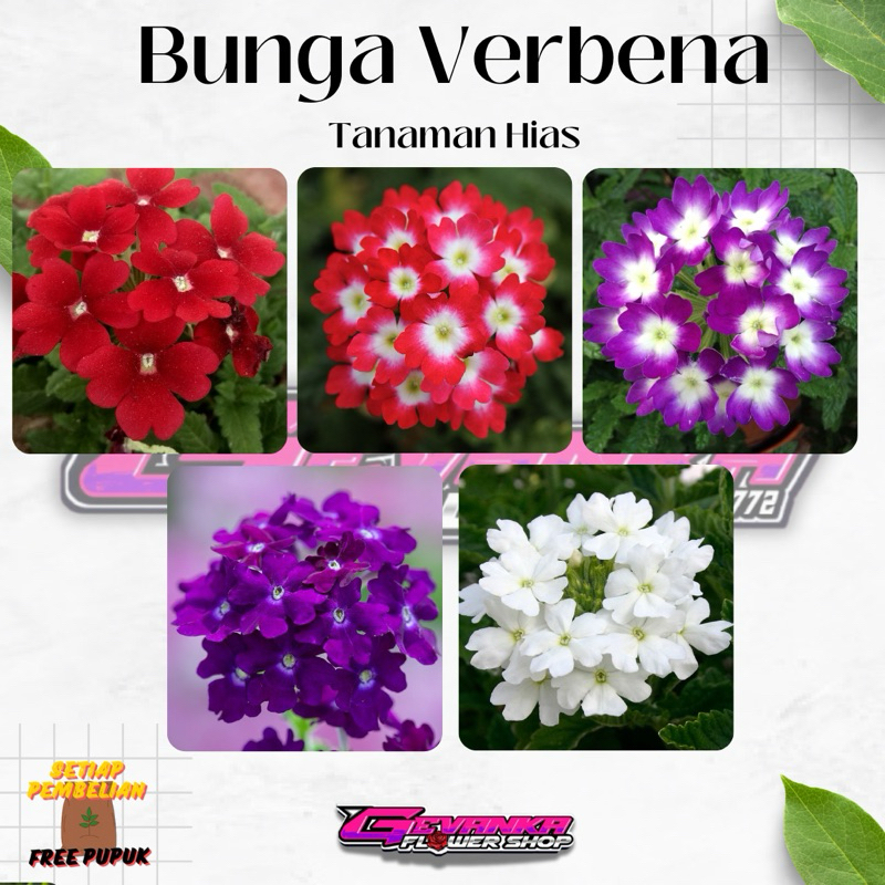Bunga VERBENA - Tanaman Hidup Bunga Hias Verbena - Bunga Verbena Pentas