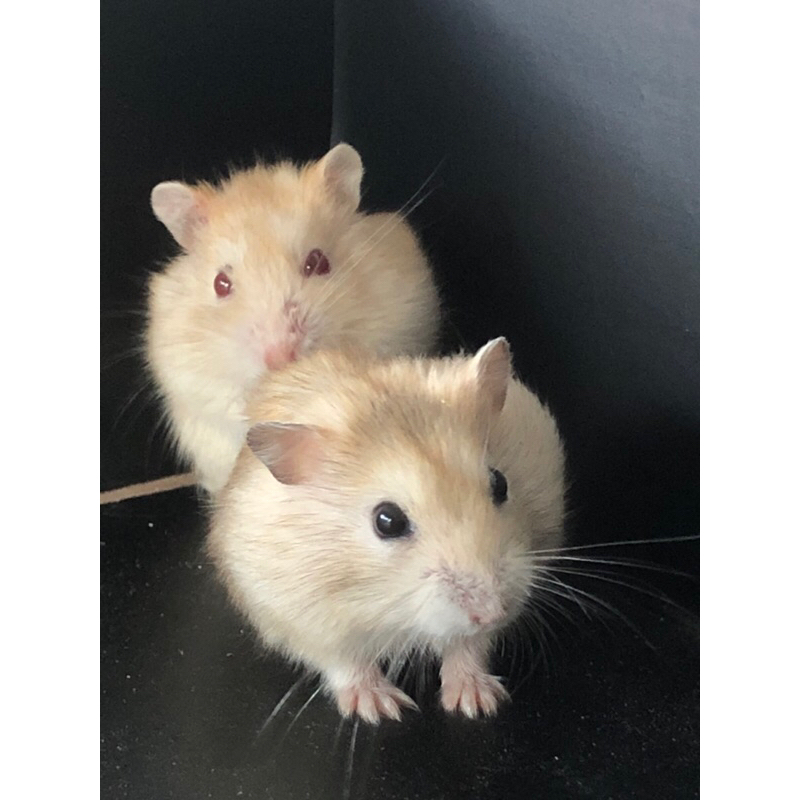 Hamster winter white Golden hamster