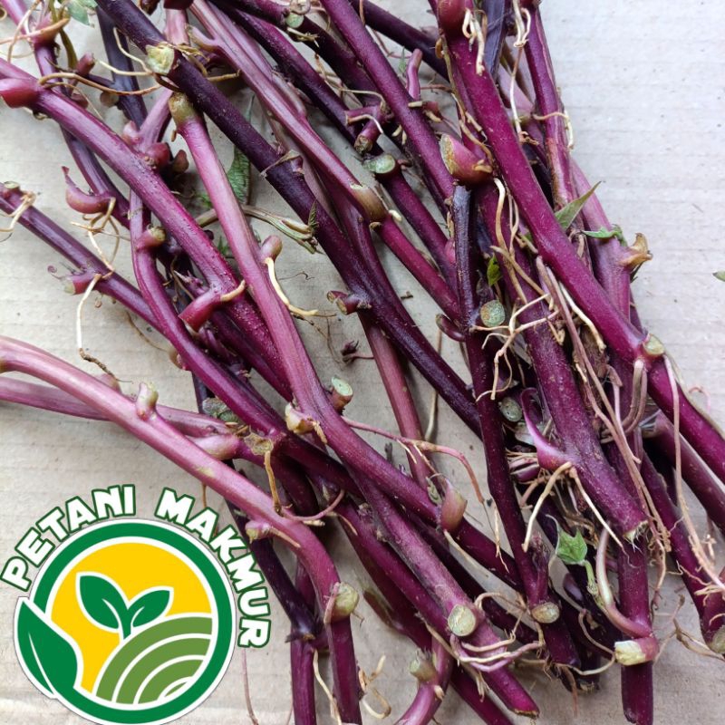 Bibit Ubi Jalar Ungu Pilihan Umbi Jalar Ungu isi Ungu