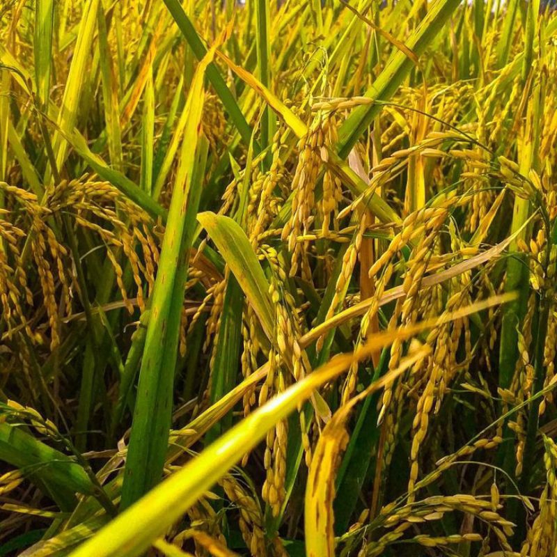 [ COD ] 1 KG BENIH PADI KETAN PUTIH GRENDEL/BENIH PADI KETAN PUTIH SUPER