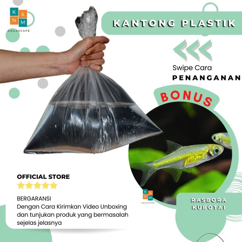 Kantong Plastik Free Rasbora Kubotai Ornamen Air Tawar Aquarium Aquascape Akuarium