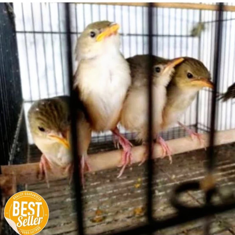 burung cigun anakan ciblek gunung lolohan pilihan super