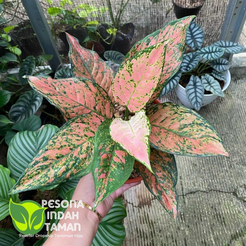 Tanaman hias aglonema ruby pink - Aglonema Ruby Pink