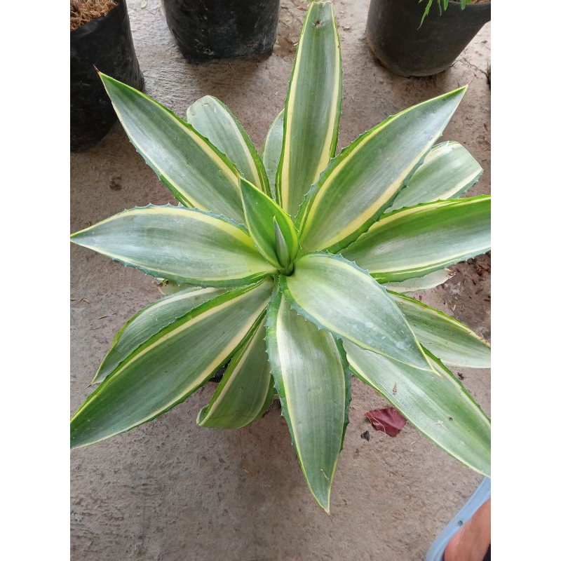 AGAVE DURI VARIGATA / AMERICANA