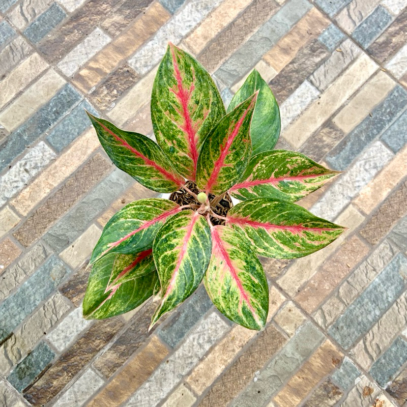 Aglaonema Red exotic