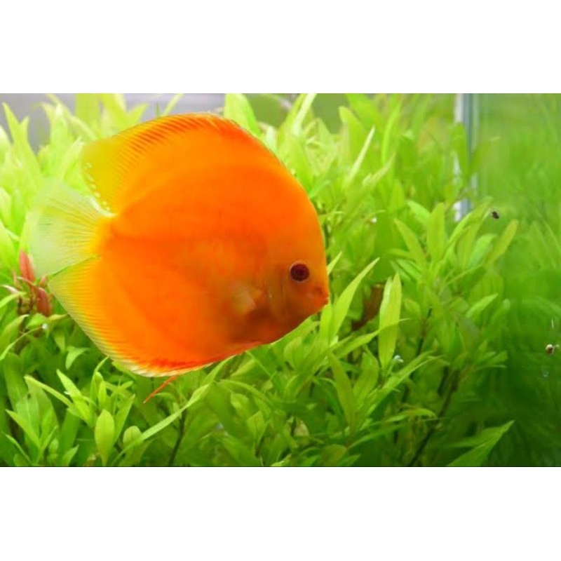 discus snow red 2cm