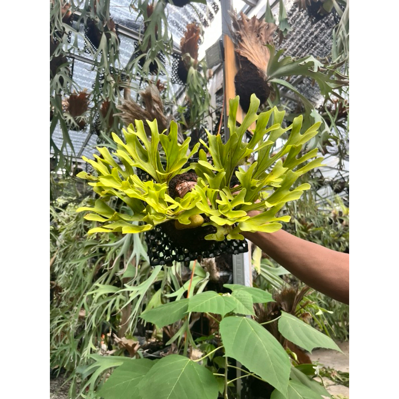 Ridleyi / simbar kalimantan / platucerium