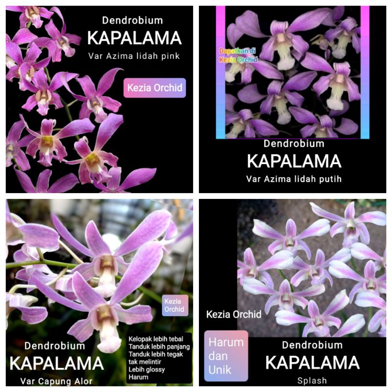 Koleksi Anggrek Jadulan Dendrobium KAPALAMA: Kapalama var Azima lidah pink Kapalama var Azima lidah 