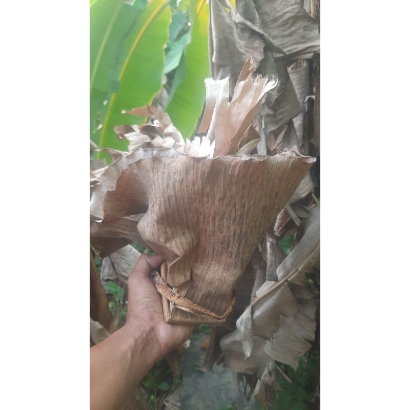 DAUN PISANG KERING DAON KLARAS KARARAS BANANNA UNTUK PAKAN JANGKRIK KULTUR KUTU AIR INFUSORIA BREEDI