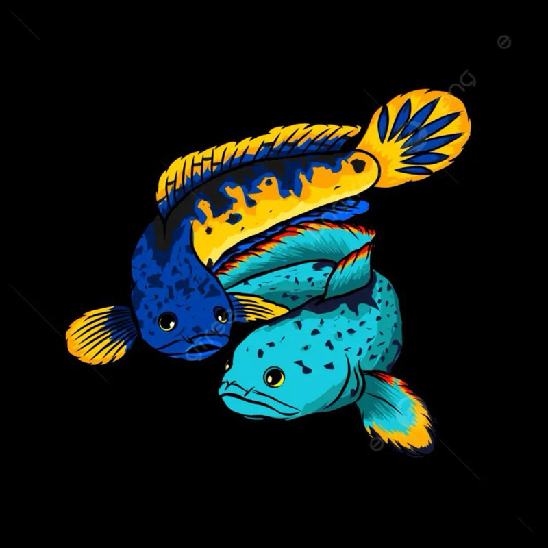 

STIKER limbata