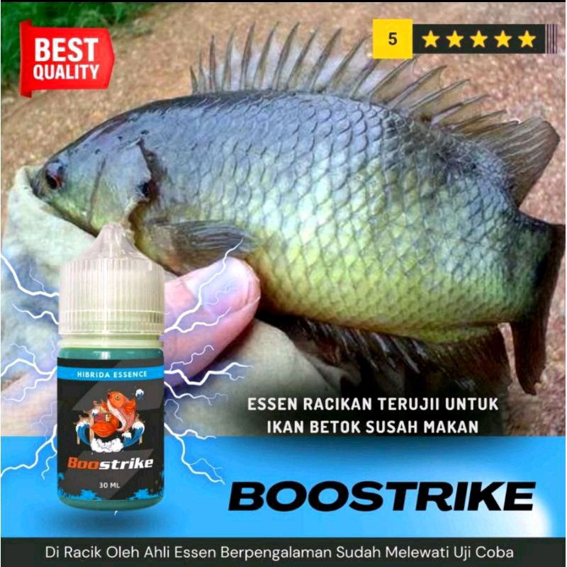 Essen Ikan Betok Paling Ampuh, Umpan Ikan Betok, Mancing Ikan Betok | Boostrike-326