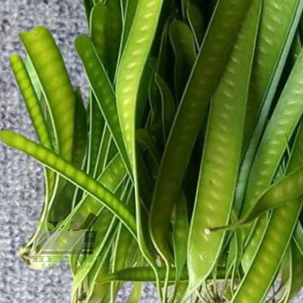 

Jual Petai Cina Muda Atau Petai Lamtoro Muda 1kg Segar