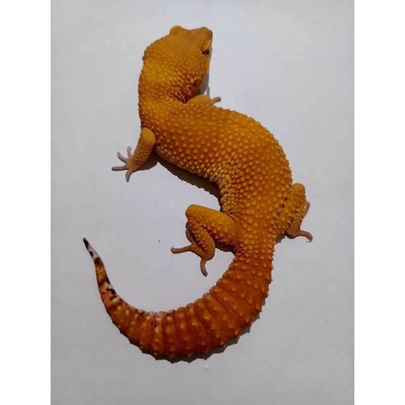 ( SESUAI FOTO / PILIH SENDIRI ) Eublepharis macularius Gecko  ( PREMIUM QUALITY FREE KALSIUM ) PELET