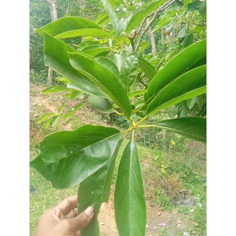 

Daun alpuket segar