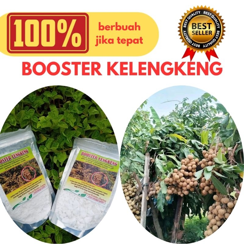 JAMIN ASLI Boster Lengkeng, Boster Pupuk Kelengkeng
