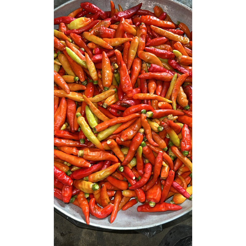 

CABAI FRESH DARI PETANI LANGSUNG