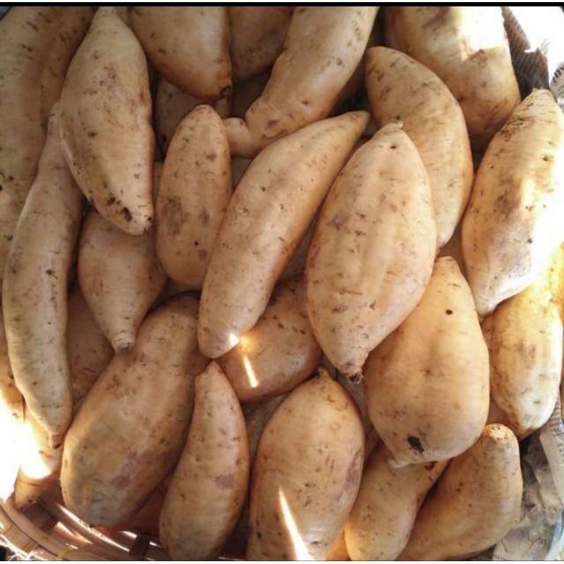 

KIRIM INSTAN Ubi Cilembu Madu 1 kg