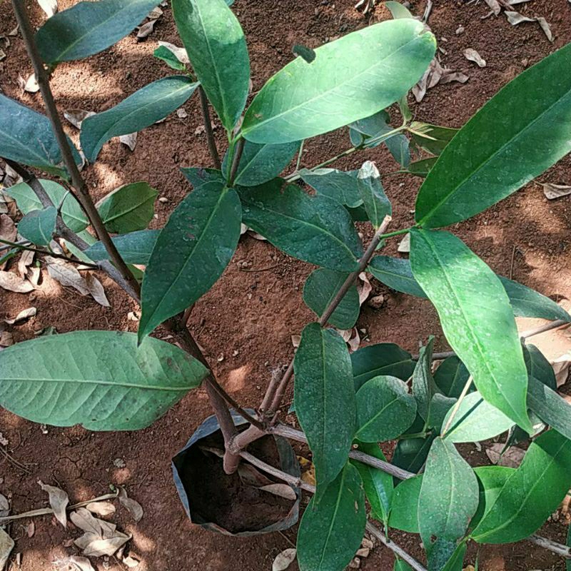 Bibit Jambu Air Madu Deli Hijau Hasil Cangkok