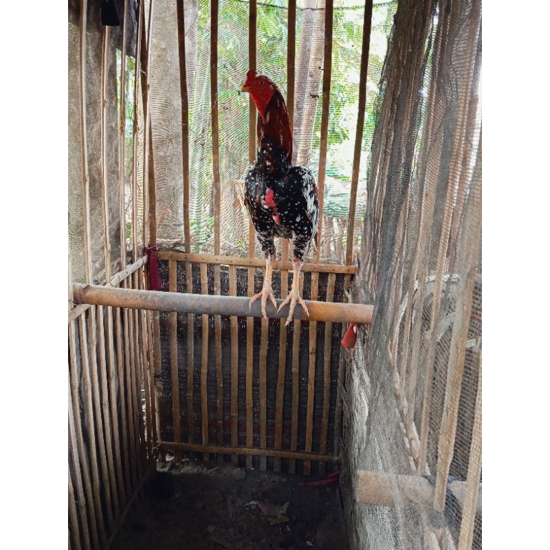 

TELUR TETAS SHAMO EROPA PETARUNG