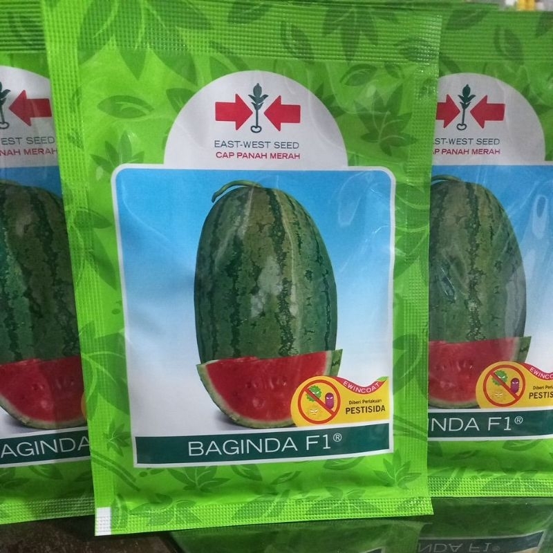 Benih Semangka Baginda Kemasan isi 380 Butir